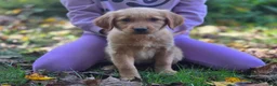Golden Retriever dogs for sale: Jo Golden Retriever  - Ad 9