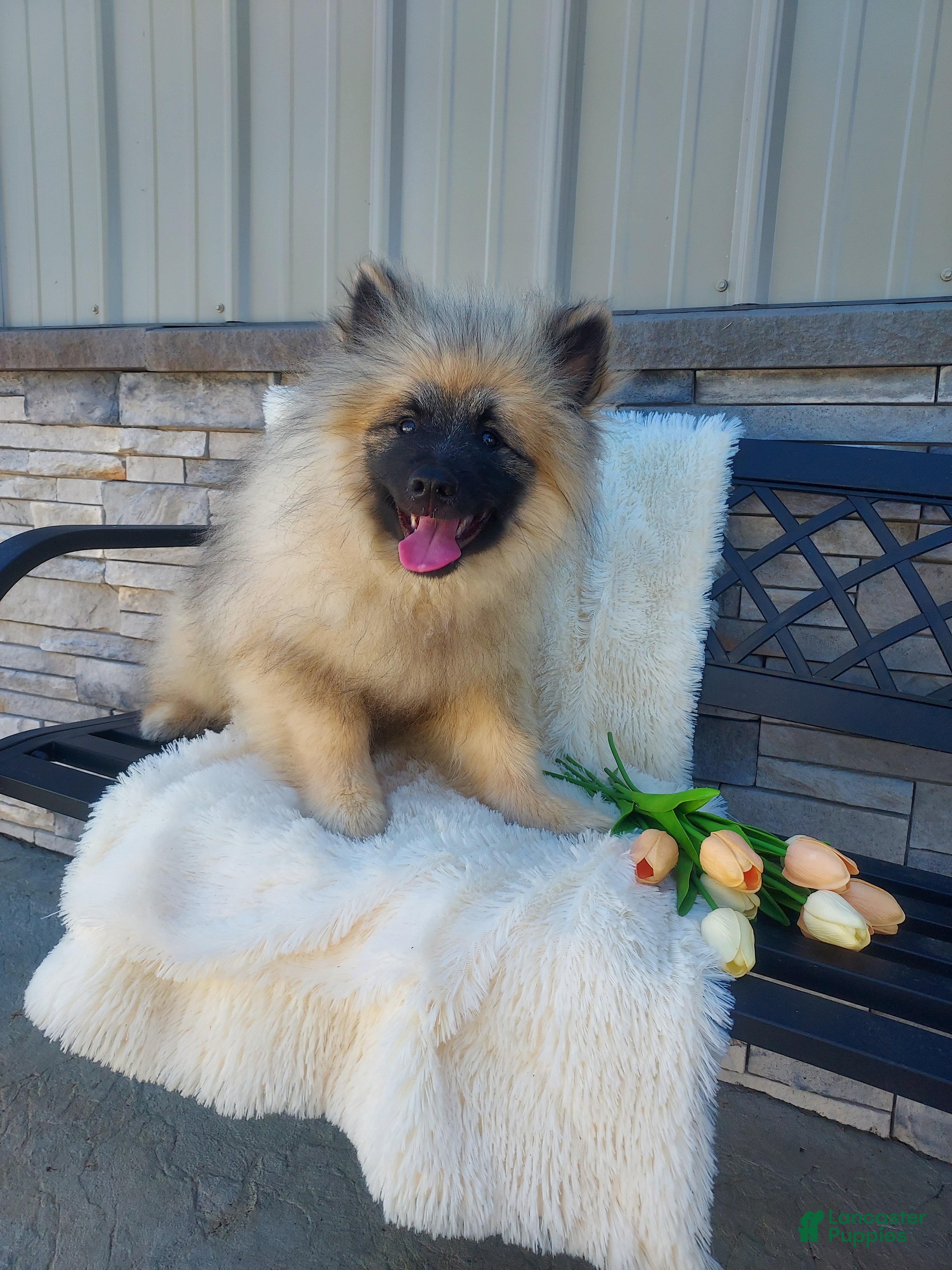 Keeshond dogs Titus - Ad 1