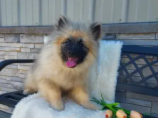 Keeshond dogs for sale: Titus - Ad 3