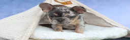 French Bulldog dogs for sale: Ike 💙 - Ad 2