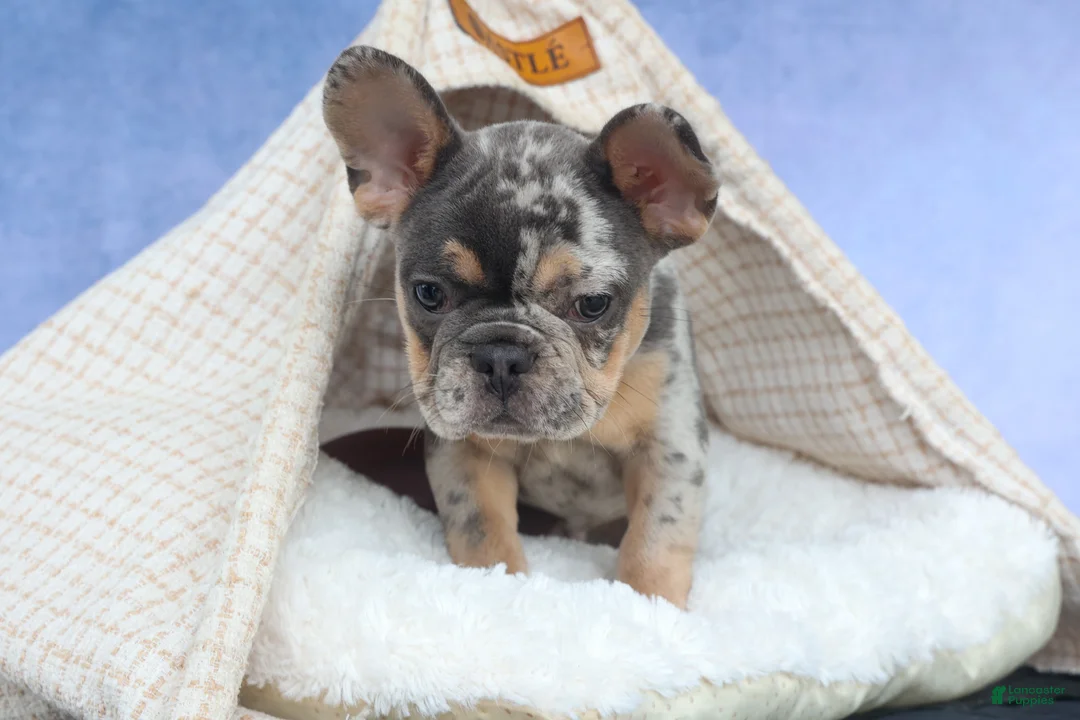 French Bulldog dogs for sale: Ike 💙 - Ad 2