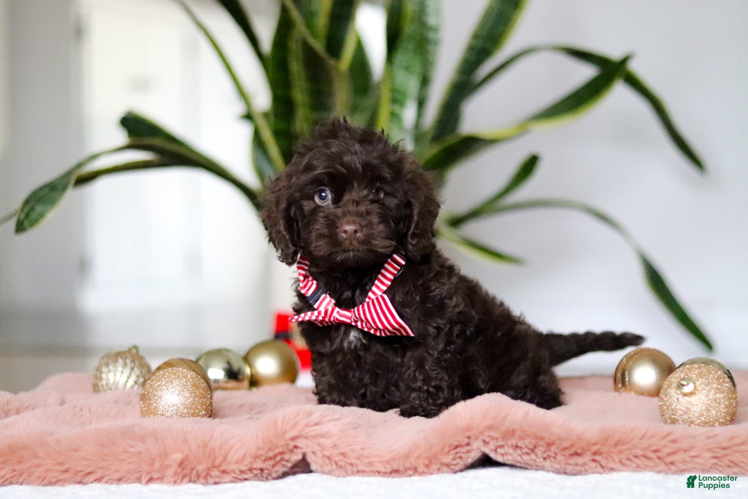 Cockapoo dogs for sale: Finn - Ad 4