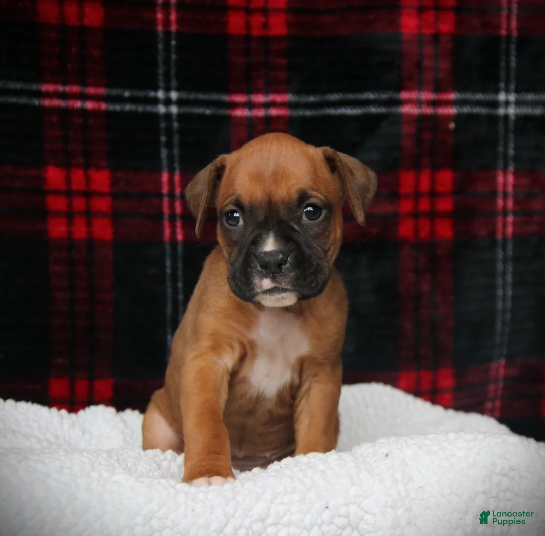 Boxer dogs for sale: Lexi - Ad 3