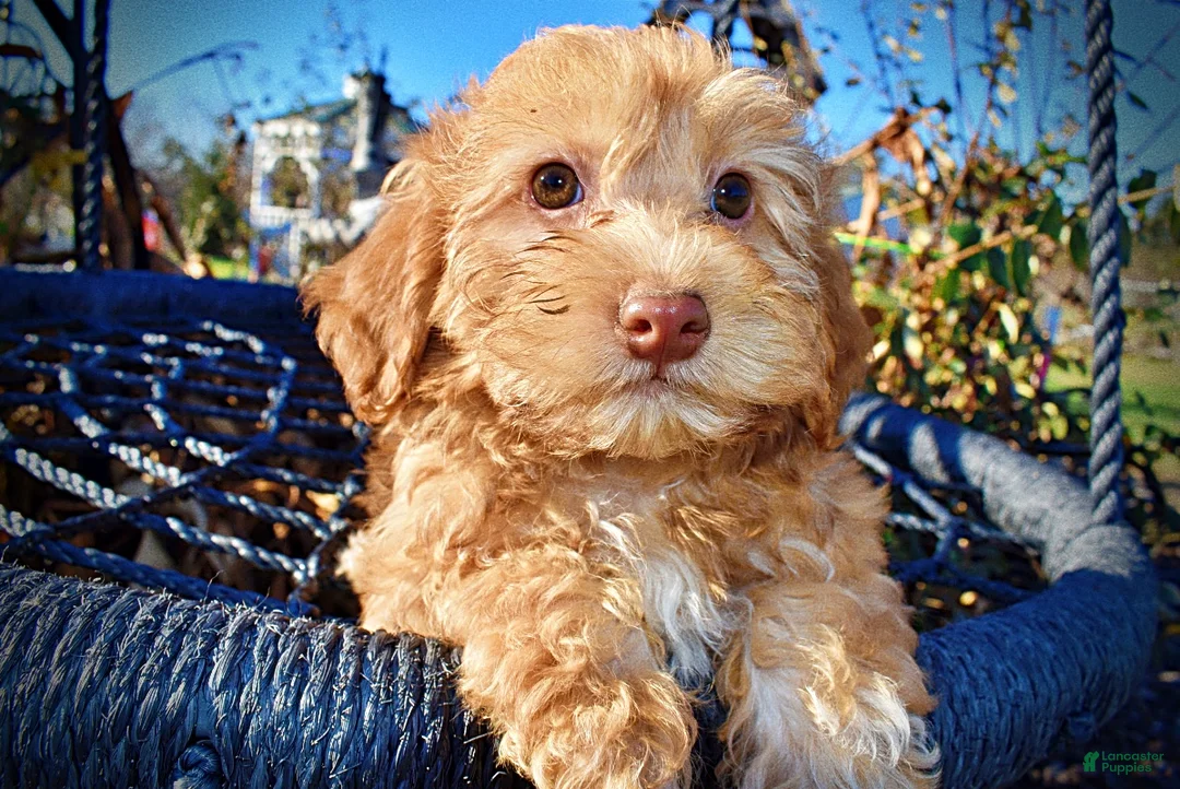 Havapoo dogs for sale: Scout - Ad 5