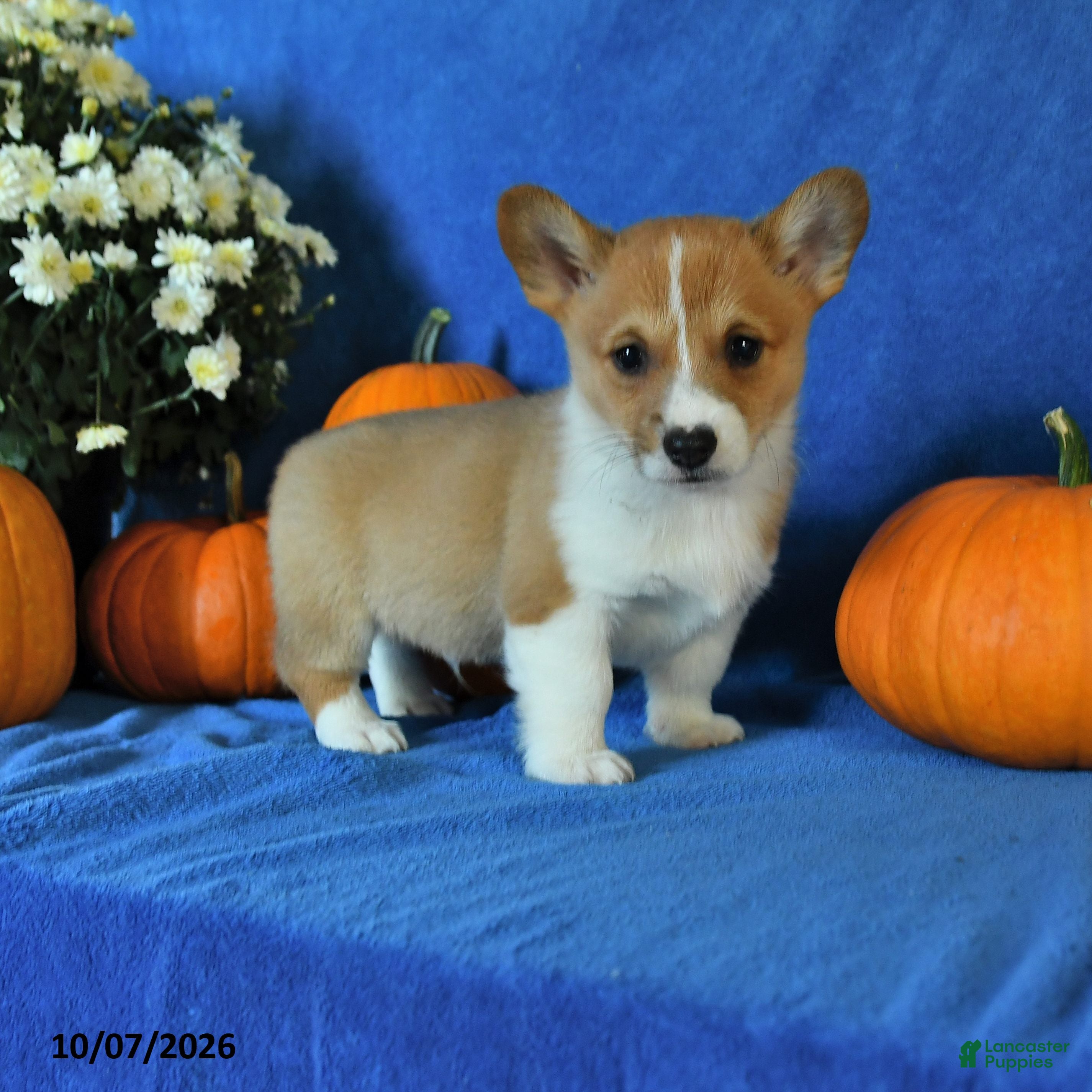 Welsh Corgi Pembroke dogs King - Ad 1