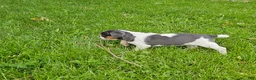 Mixed Breed dogs for sale: Spot - Ad 8