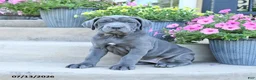 Cane Corso dogs for sale: River - Ad 3