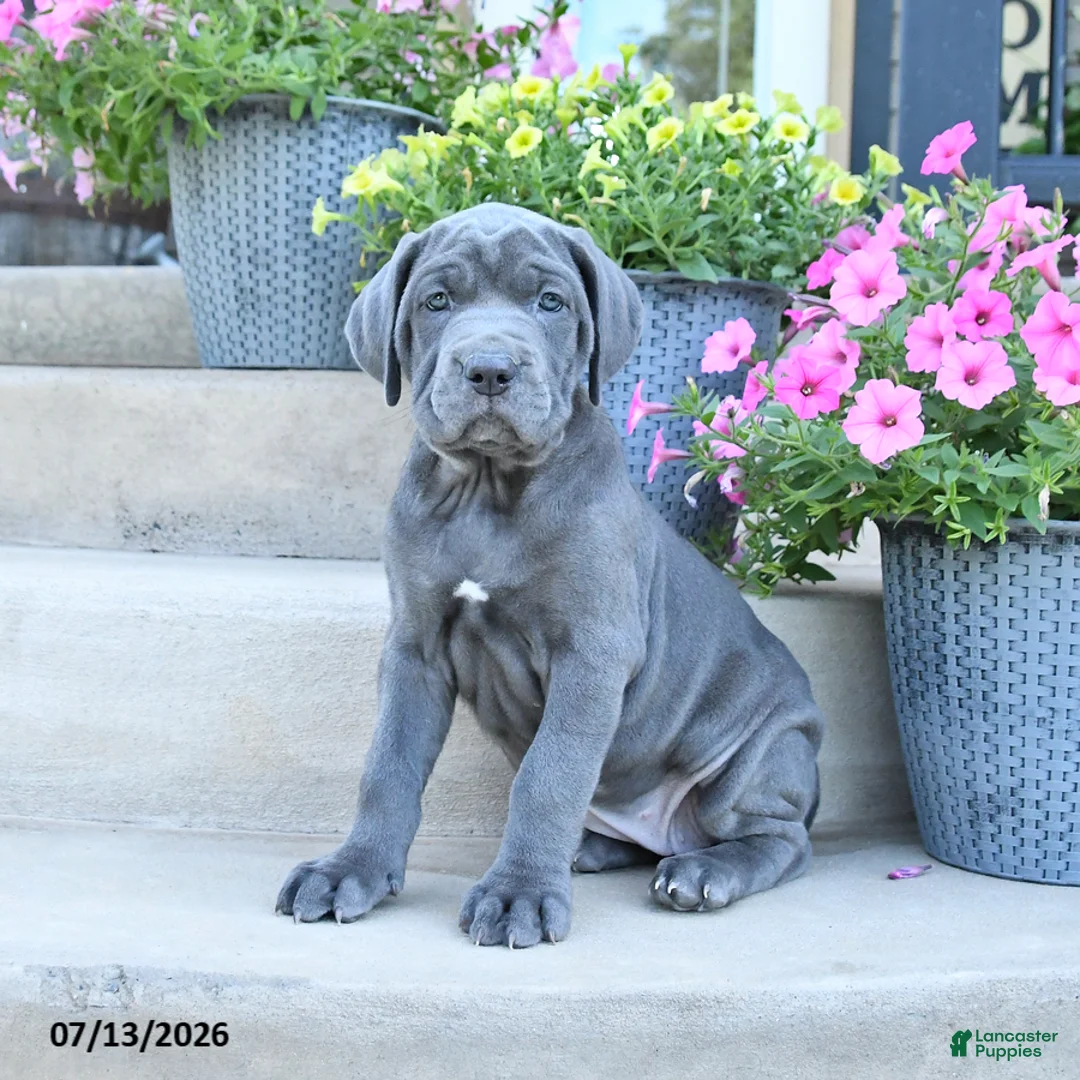 Cane Corso dogs for sale: River - Ad 3
