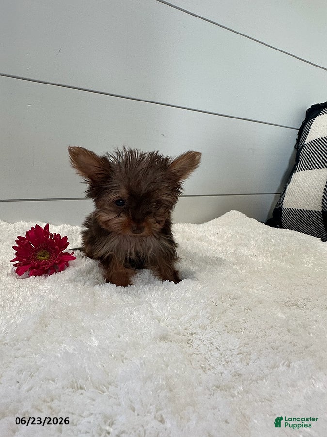 Yorkshire Terrier dogs Ivy Teacup - Ad 2