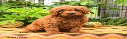 Cavapoo dogs for sale: Turbo - Ad 2