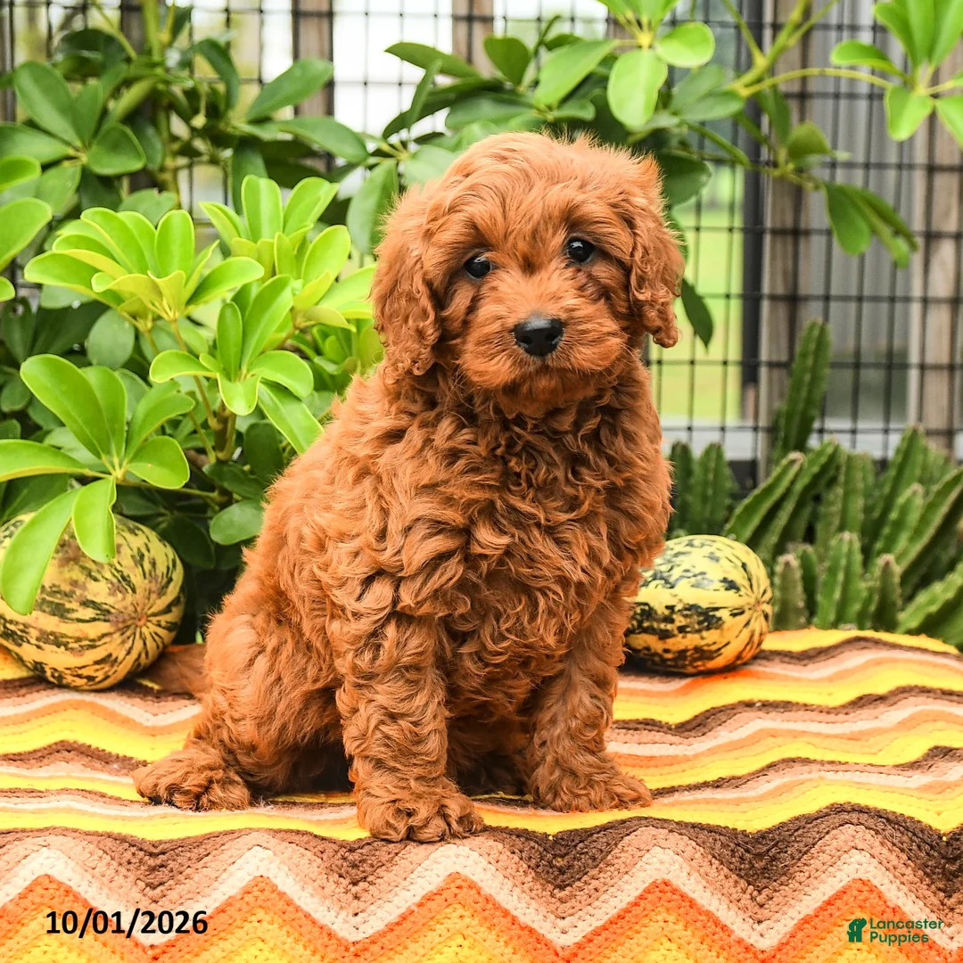 Cavapoo dogs for sale: Turbo - Ad 2