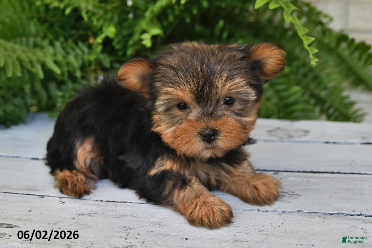 Yorkshire Terrier dogs Button - Ad 2