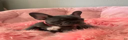 French Bulldog dogs for sale: Birdie  - Ad 4