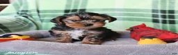 Yorkshire Terrier dogs for sale: Percy - Ad 3