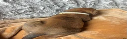 Great Dane dogs for sale: Wilma - Ad 3