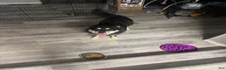 Mixed Breed dogs for sale: Midnight - Ad 3