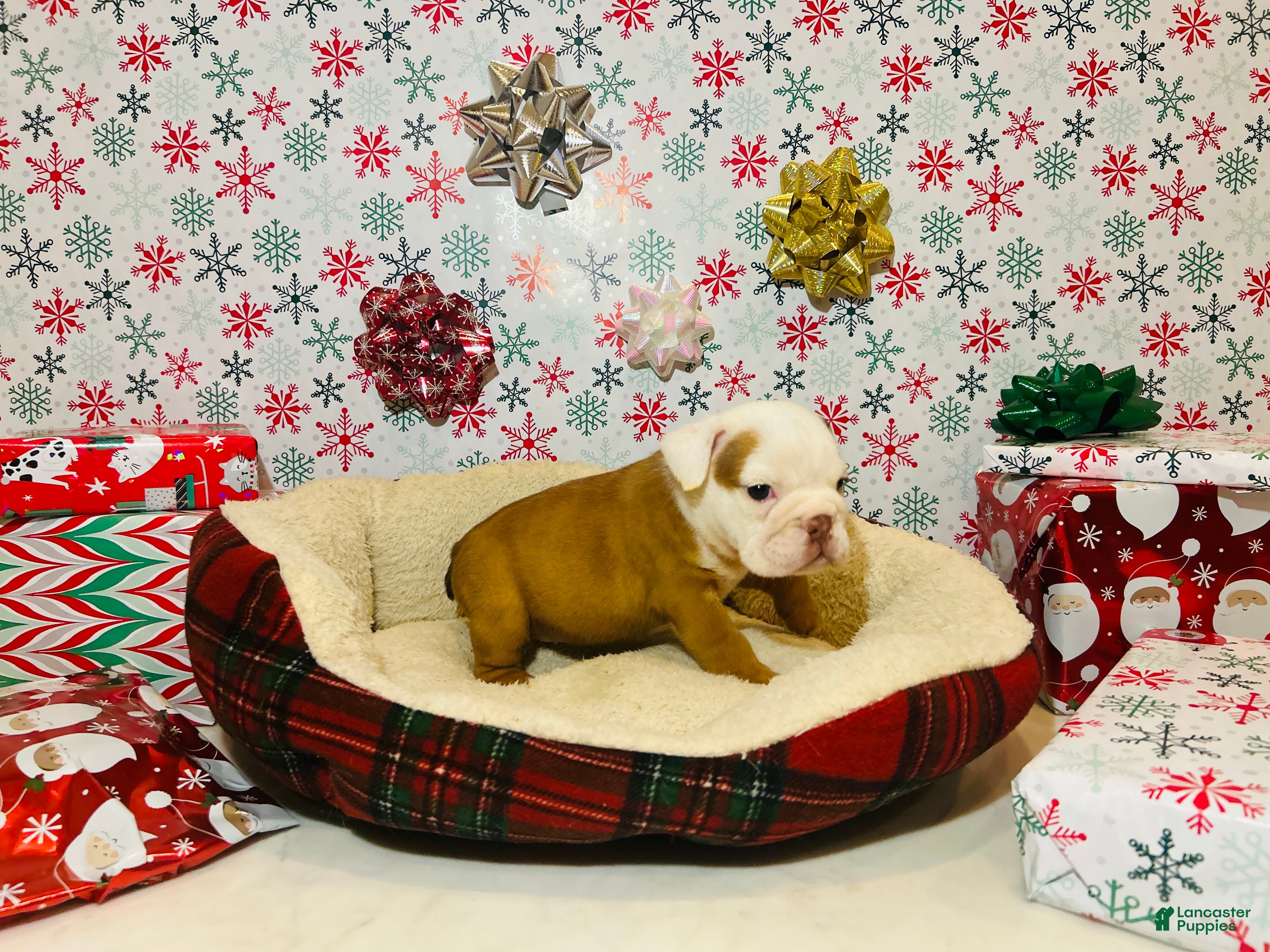 English Bulldog dogs Stella - Ad 33