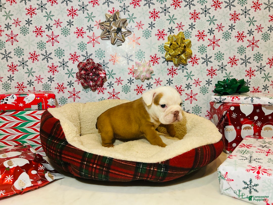 English Bulldog dogs for sale: Stella - Ad 1