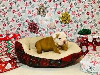 English Bulldog dogs Stella - Ad 31