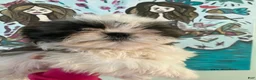 Shih Tzu dogs for sale: Snuggles - Ad 3