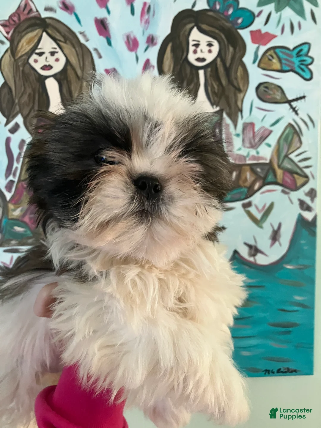 Shih Tzu dogs for sale: Snuggles - Ad 3