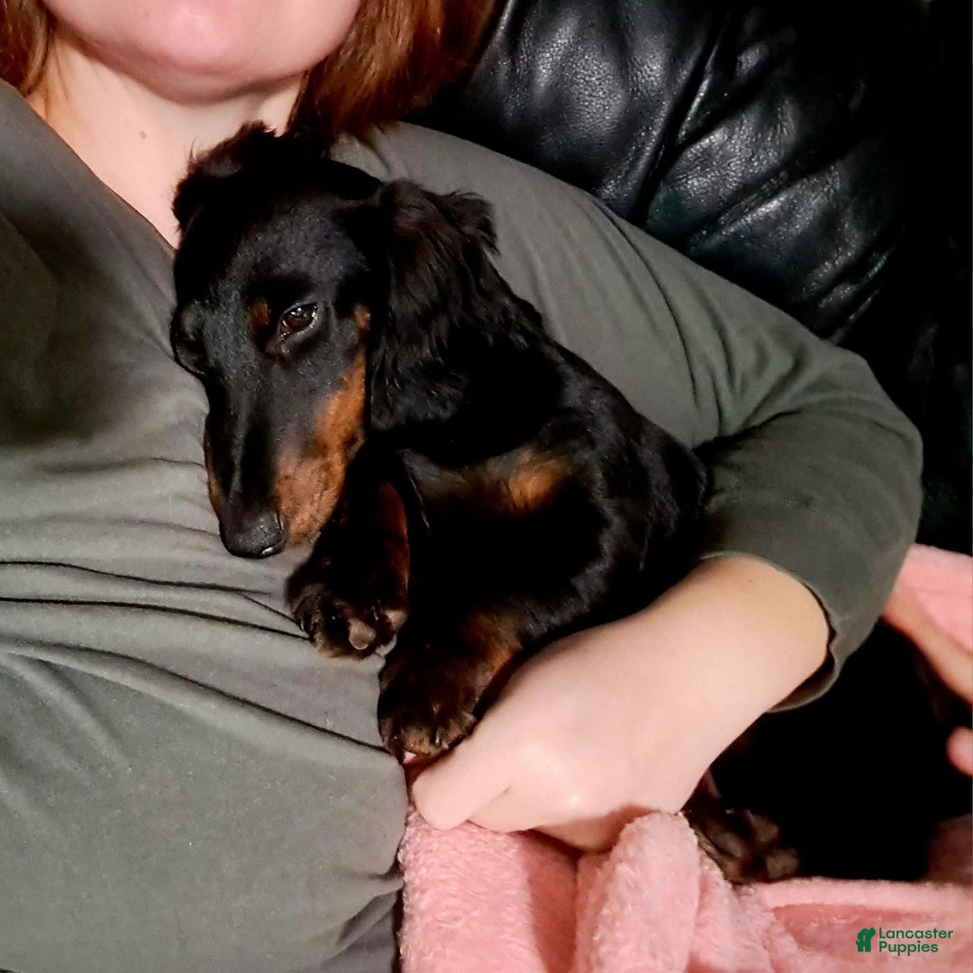 Miniature Dachshund dogs for sale: Bagel - Ad 9