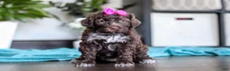Portuguese Water Dog dogs for sale: Missy - Ad 3