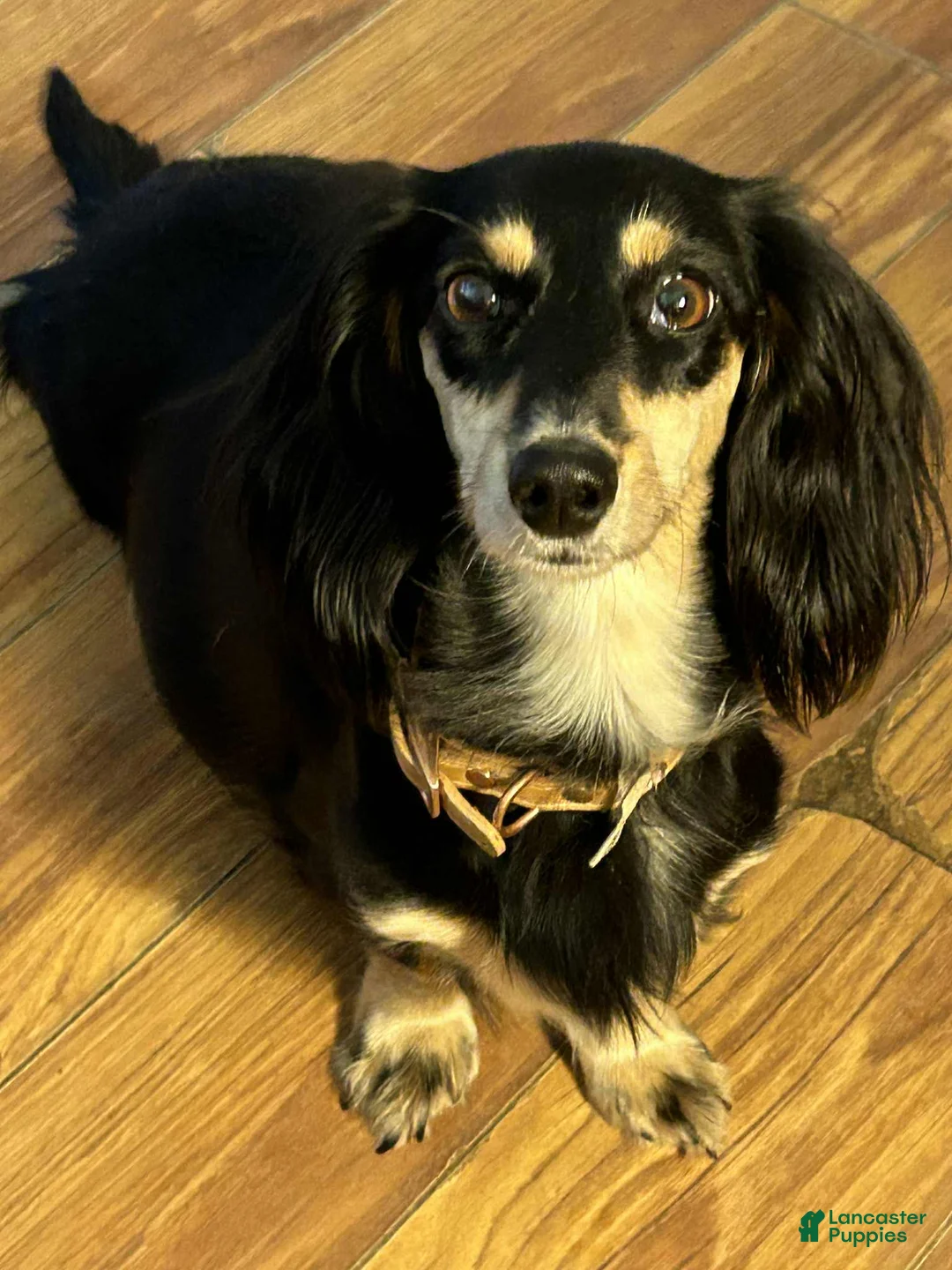 Miniature Dachshund dogs for sale: Hershey - Ad 2