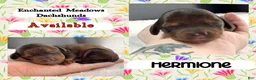 Miniature Dachshund dogs for sale: Hermione - Ad 1