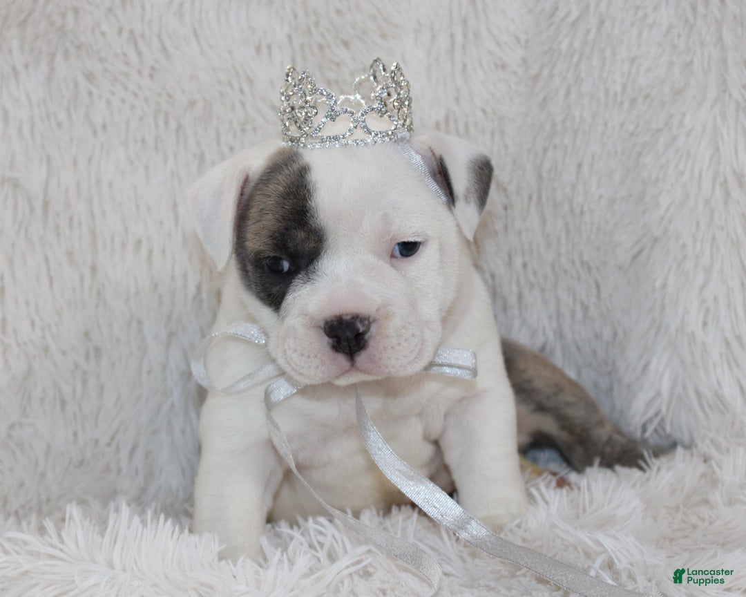 English Bulldog dogs for sale: Roza - Ad 6