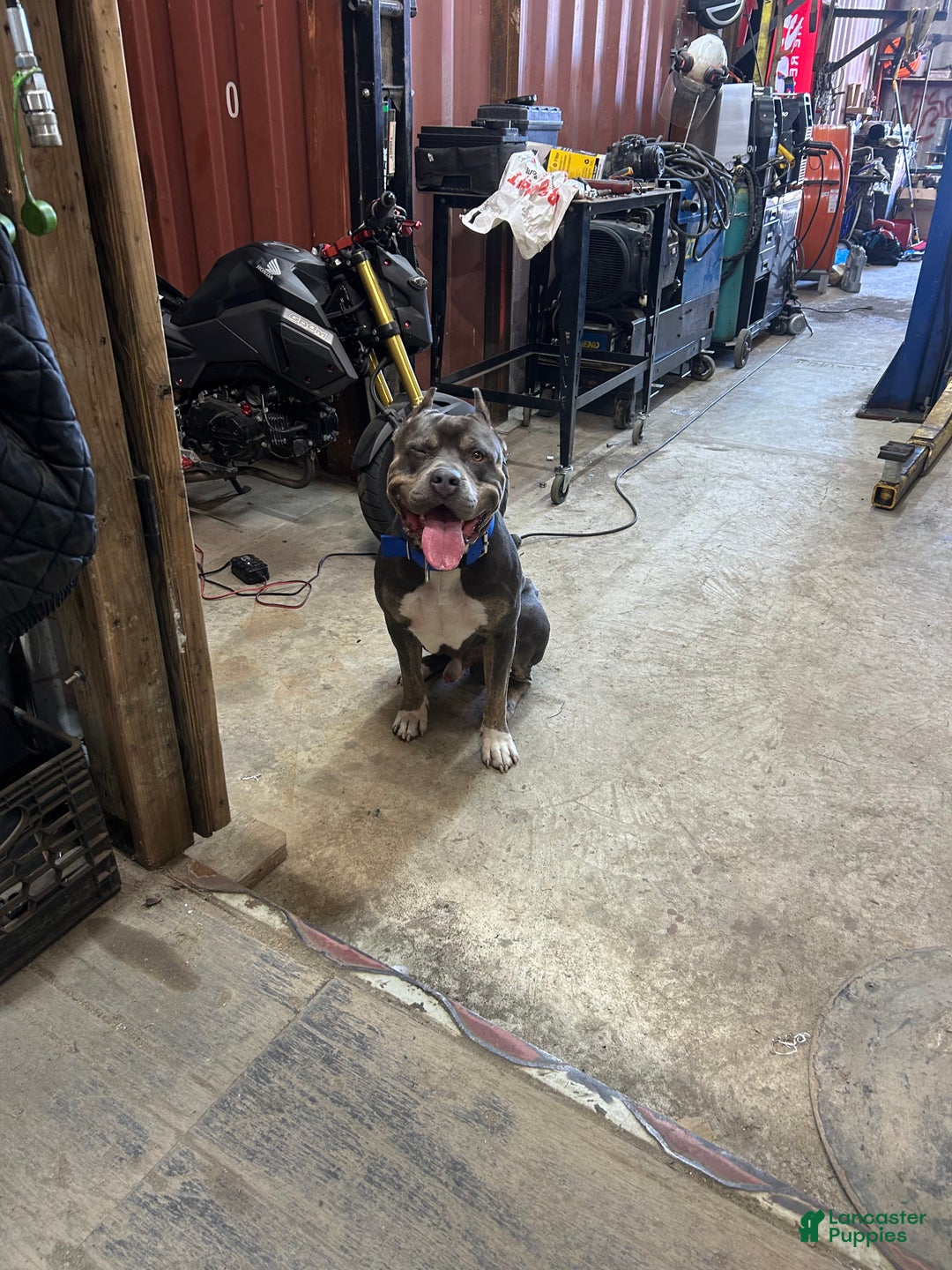 American Bully dogs for stud: KFK Ace  - Ad 5