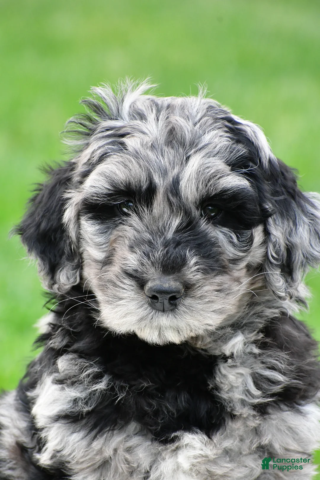 Newfypoo dogs for sale: Piper - Ad 1