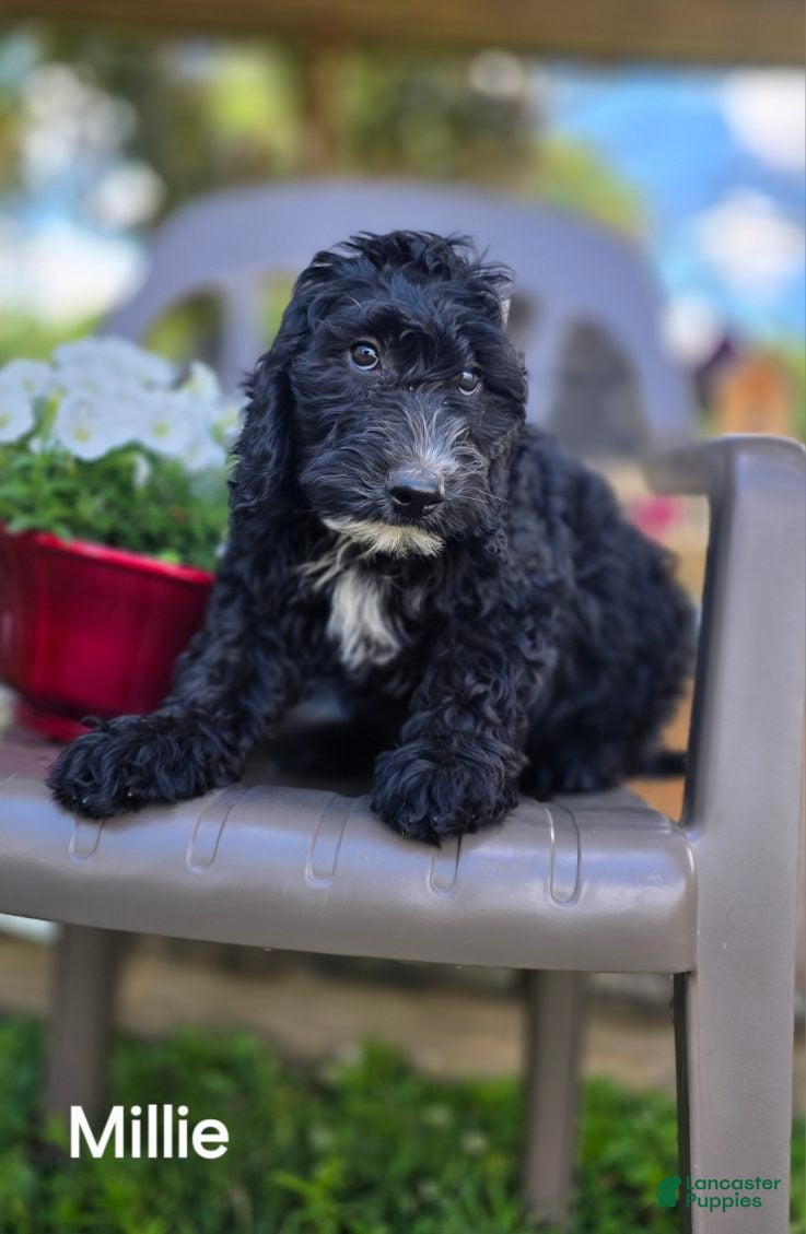 Goldendoodle dogs Millie - Ad 1