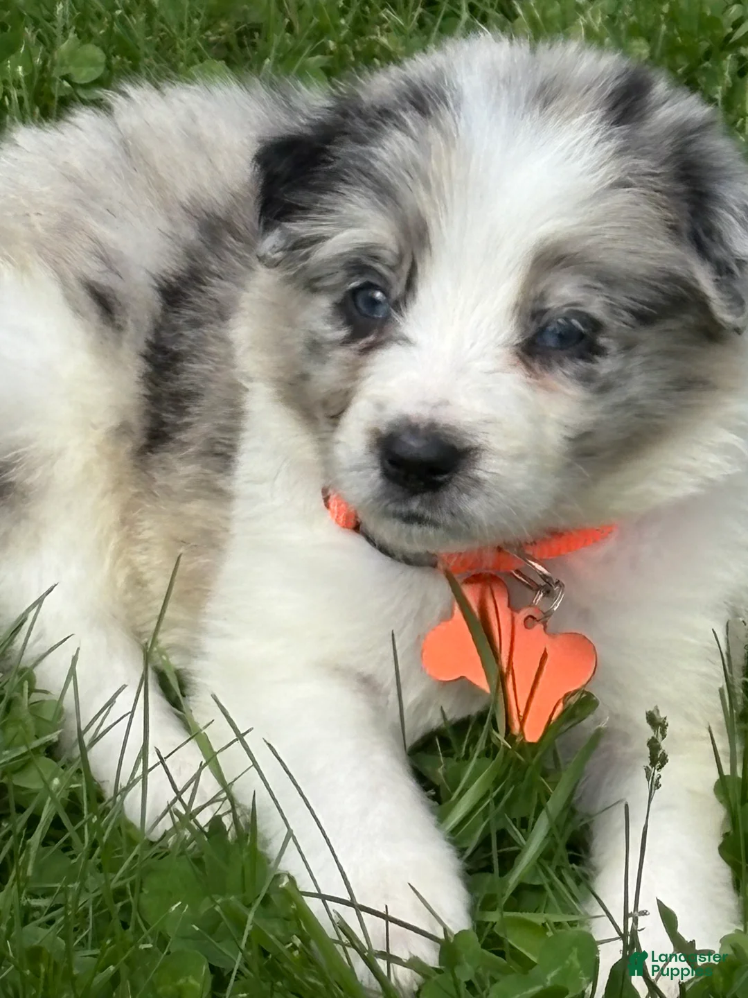 Border Collie dogs for sale: Taffy - Ad 2