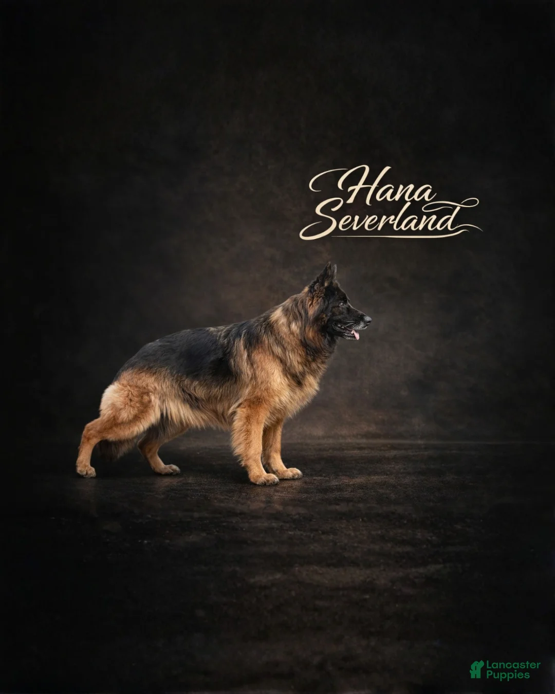 German Shepherd dogs for sale: German Shepherd Puppy 2 - Ad 2