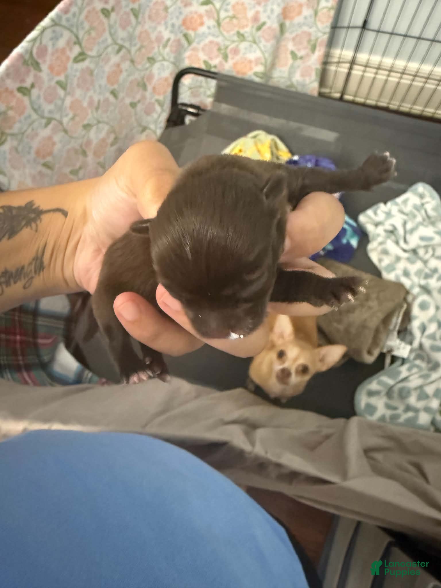 Chihuahua dogs for sale: Chihuahua 1 - Ad 11