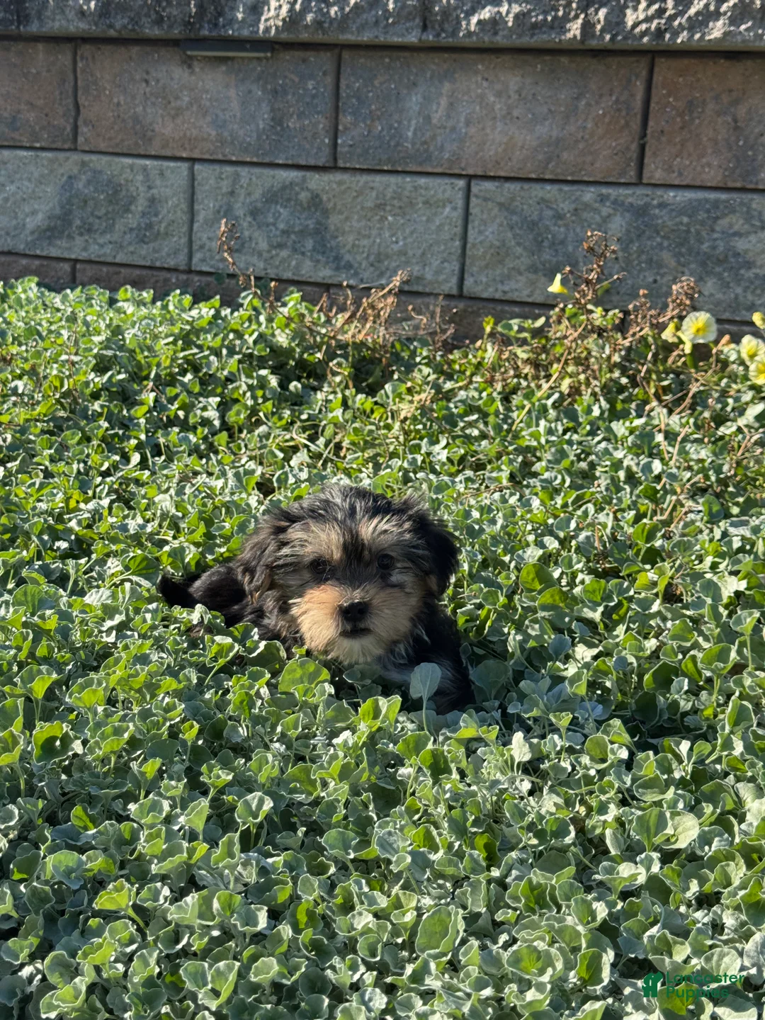 Shorkie dogs for sale: Austin  - Ad 2