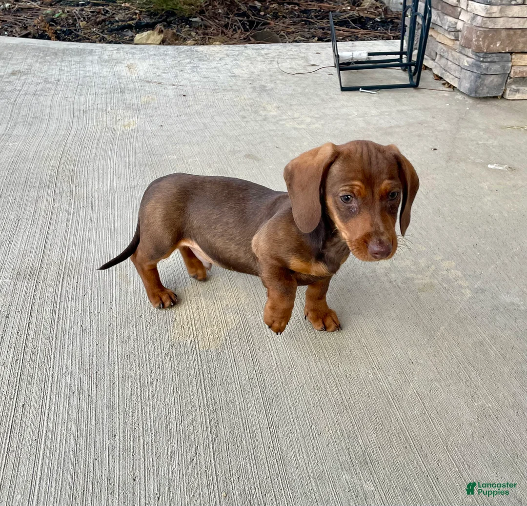 Miniature Dachshund dogs for sale: Davy - Ad 11