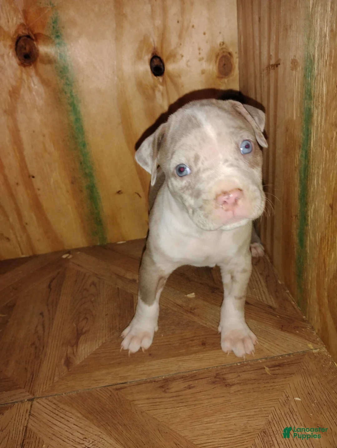 American Bully dogs for sale: American Bully Puppy 2 - Ad 3