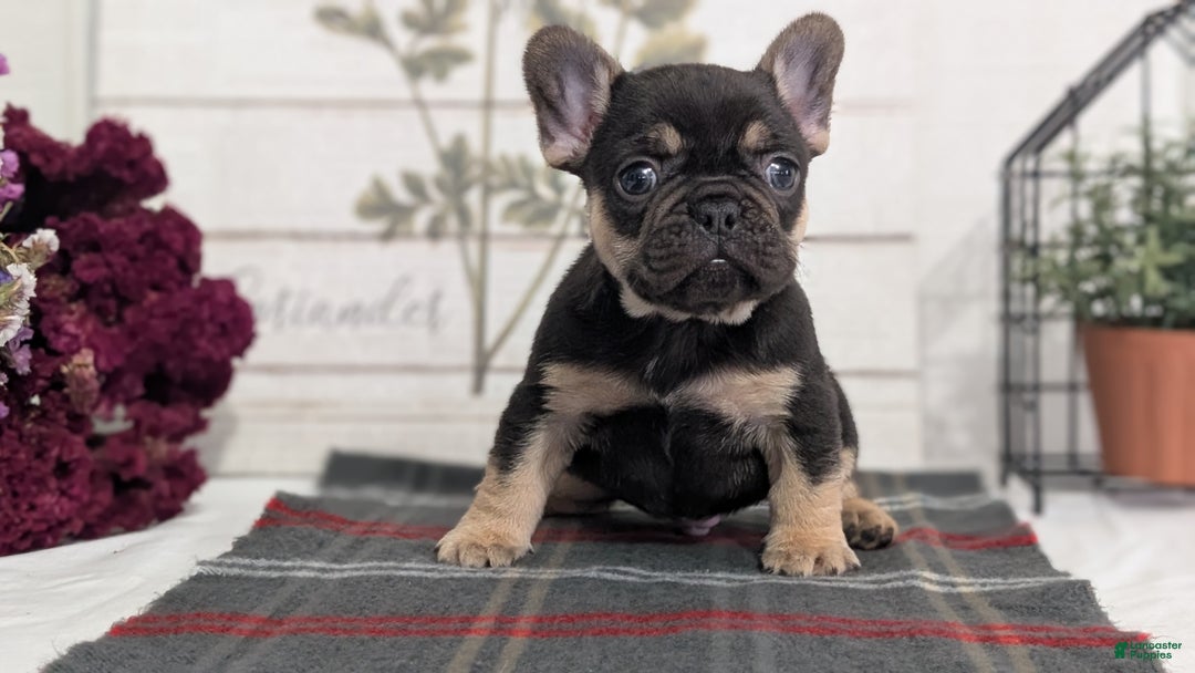 French Bulldog dogs for sale: Scout - Ad 15