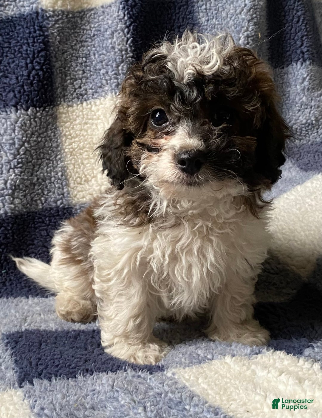 Cavapoo dogs for sale: Hank - Ad 7