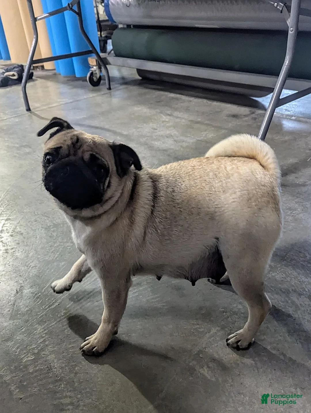 Gallery Image {{count}}