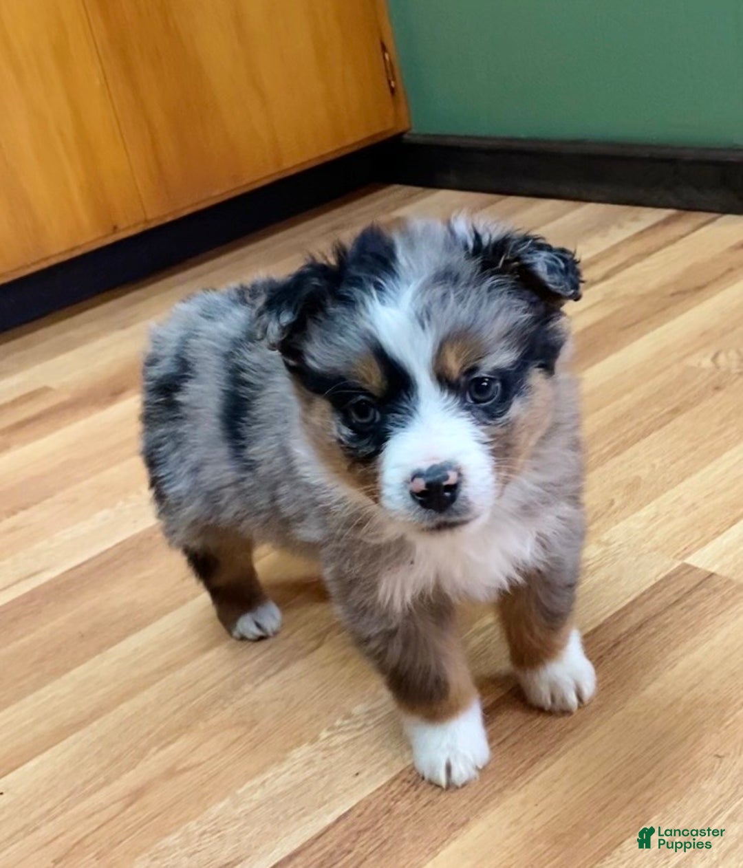 Australian Shepherd dogs for sale: Jackson - Ad 3