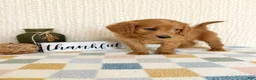 Mini Goldendoodle dogs for sale: Briggs - Ad 4