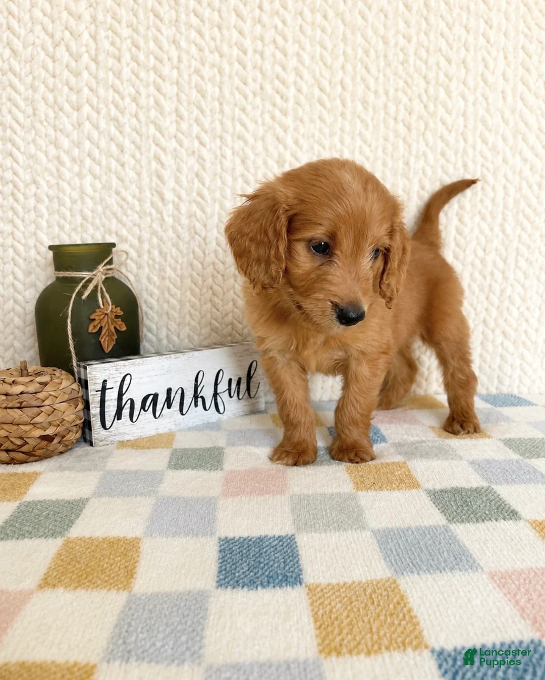 Mini Goldendoodle dogs for sale: Briggs - Ad 4