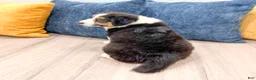 Australian Shepherd dogs for sale: Sammy - Ad 4
