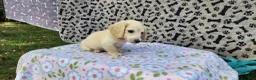Miniature Dachshund dogs for sale: Berry - Ad 11