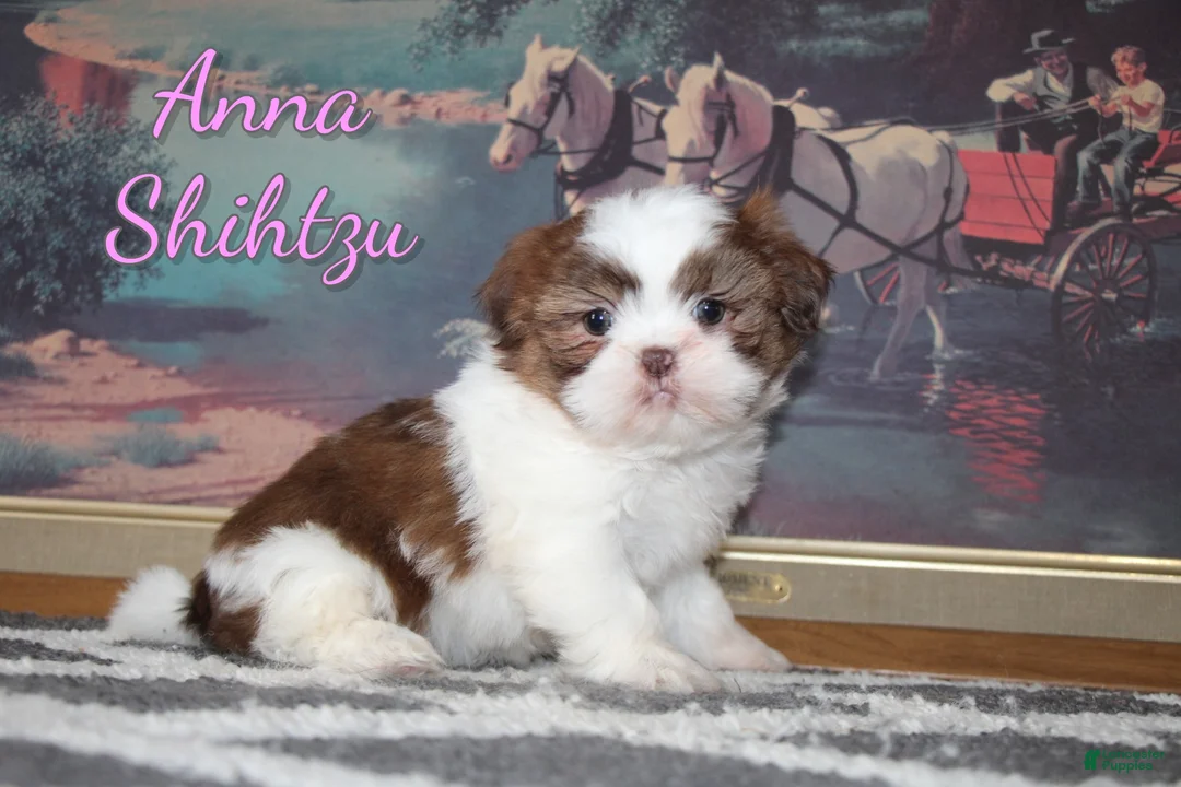 Shih Tzu dogs for sale: Anna - Ad 1