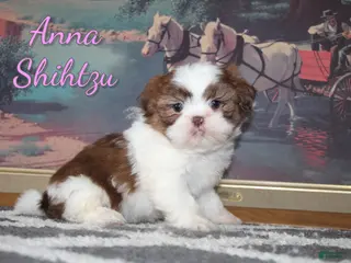 Shih Tzu dogs Anna - Ad 7