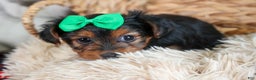 Yorkshire Terrier dogs for sale: CHLOE - Ad 2